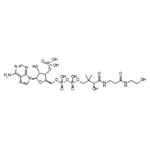 Coenzyme A